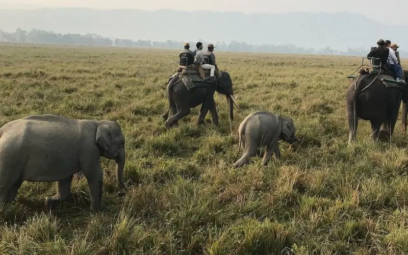 Kaziranga National Park